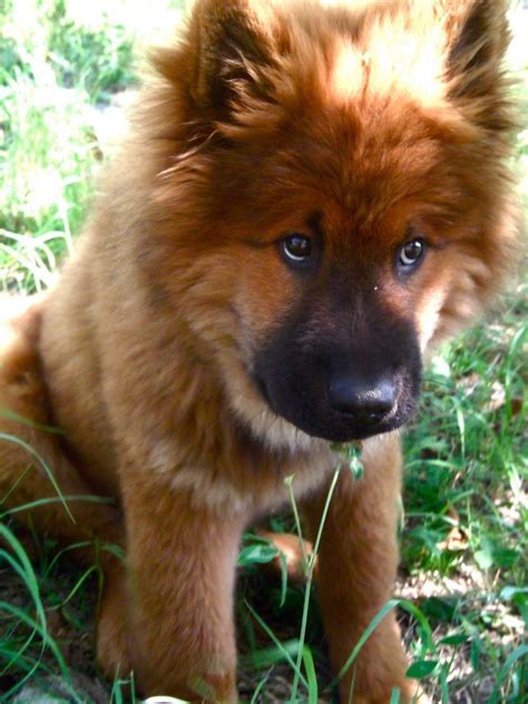 The 25 Best Eurasier Ideas On Pinterest Beautiful Dog Breeds German