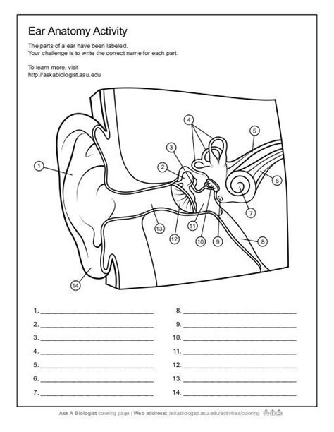 Ask A Biologist Ear Anatomy Worksheet Activity Biology Lessons