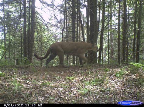 All wild cats , including big cats, small wild cats and wildcats, are members of the carnivore order and felidae family, which are biological classifications. Cougar Photographed by Michigan Trail Cam Suggests ...