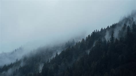 Mist Enveloping An Evergreen Forest In Brenner Pass Mist Over A Dark