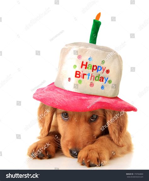 A Golden Retriever Puppy Wearing A Happy Birthday Hat Stock Photo