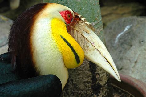 Fotos Gratis Pájaro Ala Fauna Silvestre Zoo Retrato Pico