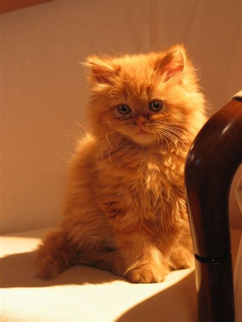 Check spelling or type a new query. mr. fluffy (With images) | Cat breeds, Orange persian cat ...