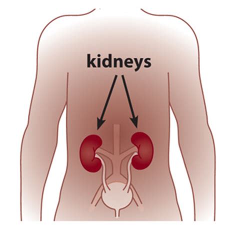 The heart, brain, kidneys , liver , and lungs. Lesson 1: Understanding Kidney Disease | NIDDK
