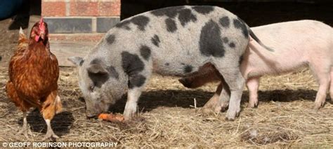 The £700 Teacup Sized Pigs That Are The Latest Celebrity Must Have Pet