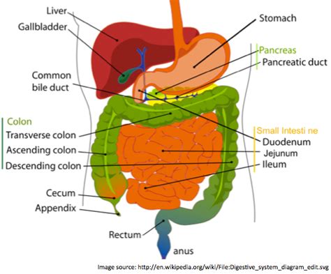 Gastrointestinal System Cancers Cancerindex