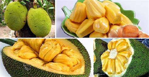 10 Incredible Health Benefits Of Jackfruit Best Herbal Health
