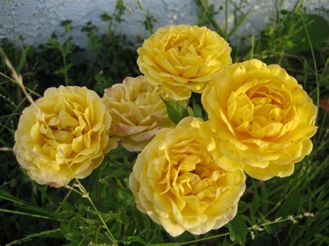 Yellow Mini Miniature Flower Roses Rose Cutting Cluster Garden Home