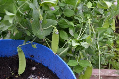 Growing Snow Peas In Winter Saras Kitchen Garden