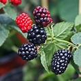 Thornless Blackberry Plant, 1 Gallon, 2-3 Feet Tall | LemonCitrusTree ...