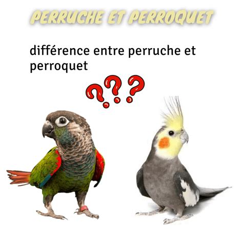 Perruche Et Perroquet Diff Rence Entre Perruche Et Perroquet