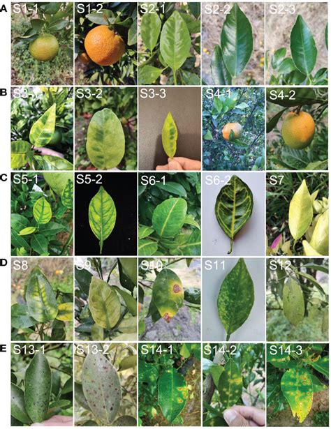 Frontiers An Automatic Identification System For Citrus Greening
