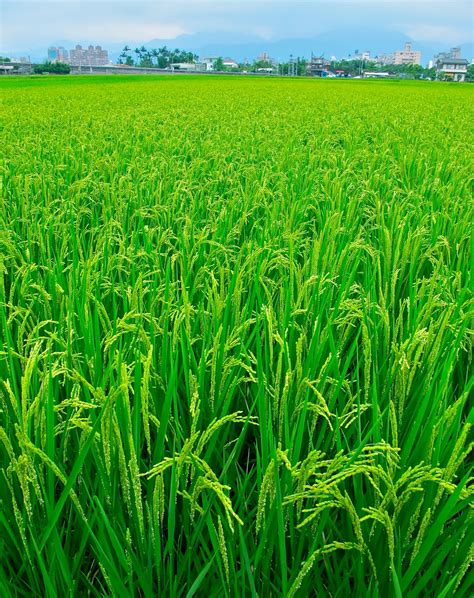 Beautiful Taiwan Rice Fields In Ludong Yilan County Taiwan