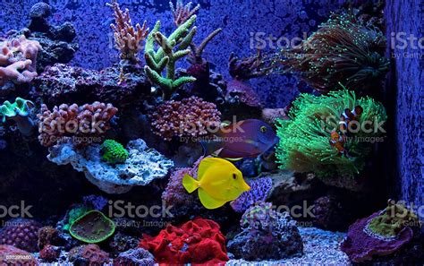 Dream Aquarium Stock Photo Download Image Now Coral Cnidarian