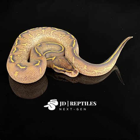 Highway Ball Python By Jd Reptiles Next Gen Morphmarket