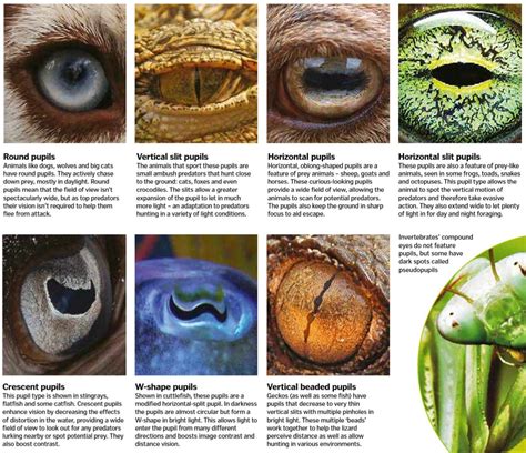 Types Of Animal Pupils Rcoolguides