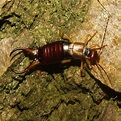 Pincher Bugs: 11 Facts About Earwigs You Need to Know