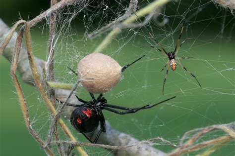 Dropped by black widow spider. spider control and treatments for the home yard and garden