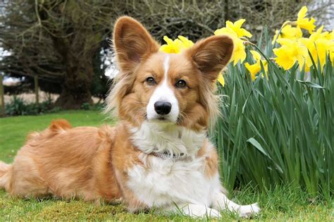 Welsh Corgi Cardigan Alles Over Dit Hondenras Hondenpassie