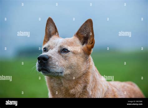 Australian Cattle Dog Portrait Stock Photo Alamy