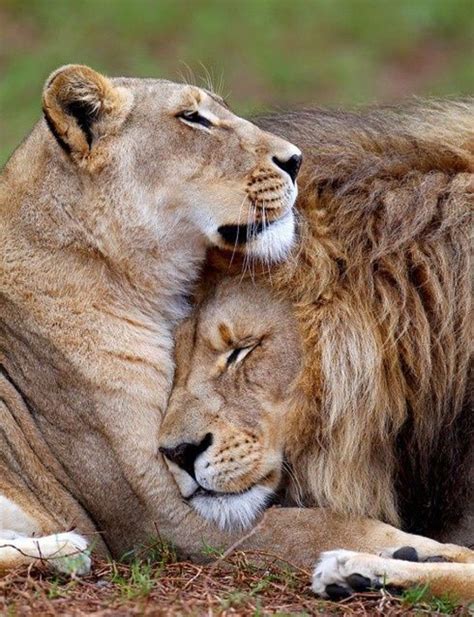 A Lover Of Men Animals Beautiful Lion Love Lion Pictures