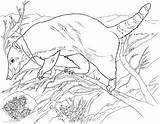 Anteater Tamandua Formichiere Armadillo Kleurplaten Miereneter sketch template