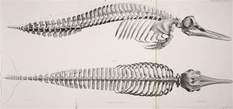 「dolphin skeleton」の画像検索結果 | Animal skeletons, Skeleton illustration ...