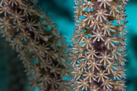 A Beginners Guide To Underwater Macro Photography Dive Buddies 4 Life