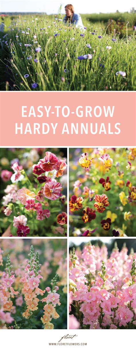 Easy To Grow Hardy Annuals Floret Flowers Flower Garden Layouts