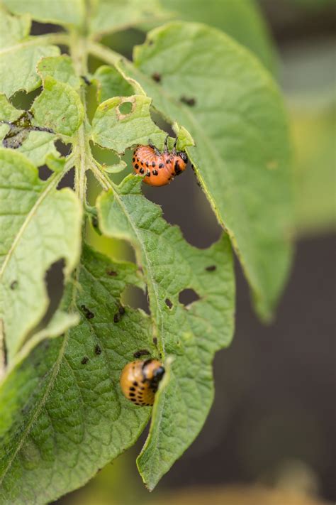However, the actual amount of insect pests is much lower than most people assume. Why Is Integrated Pest Management the Answer to Pest ...
