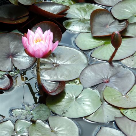 Formal Water Lily Collection 5 Square Metre Pond