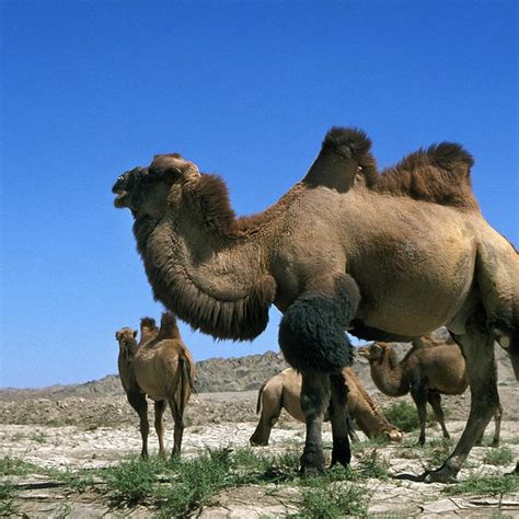 Reportajes Y Fotografías De Camello En National Geographic