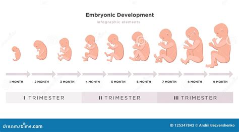 Desarrollo De Un Bebe Mes A Mes Kumpulan Berbagai Skripsi