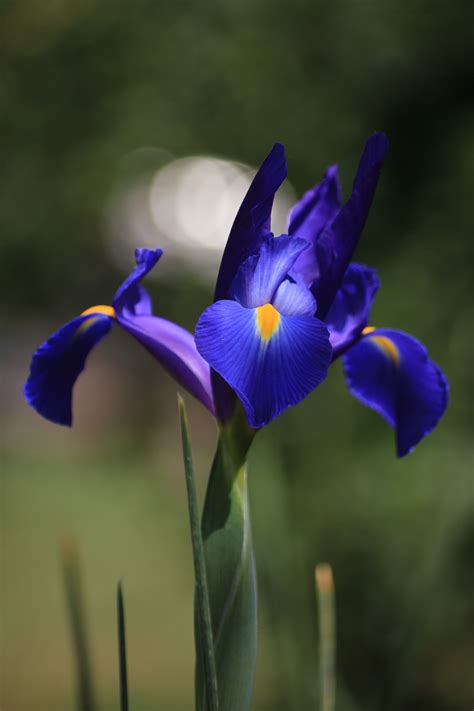 1440x2560 Wallpaper Bloom Blossom Flower Blue Iris Flower Petal