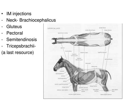 Ppt Horse Anatomy Powerpoint Presentation Free Download Id3536467