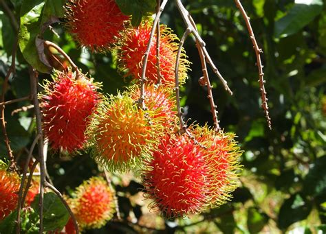 Pin On Fruits