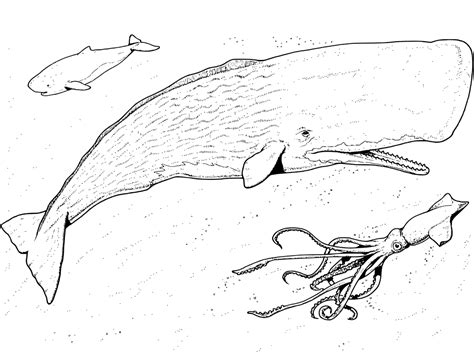 Sperm Whale Coloring Page At GetColorings Free Printable