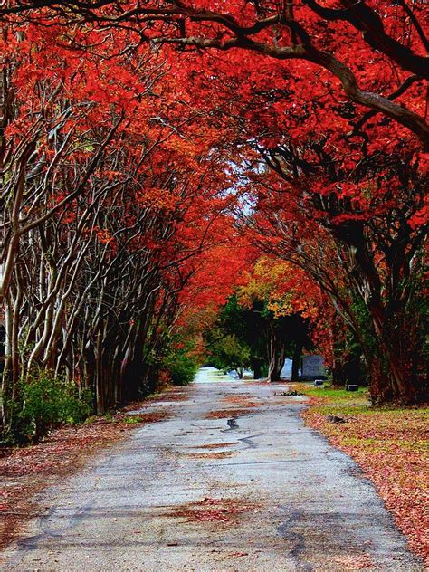 Fall Pathway Photograph By Mendell Patton Fine Art America