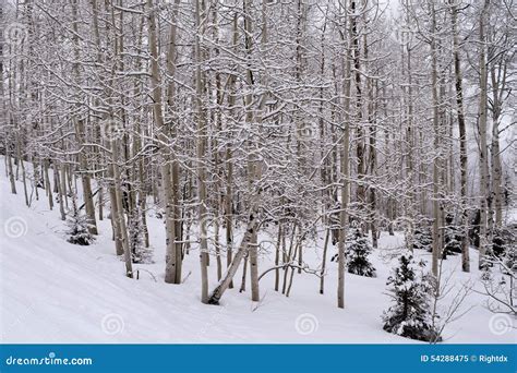 Snow Covered Aspen Trees Stock Image Image Of Resort 54288475