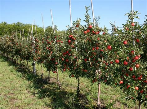 Produces large sweet yellow peaches, ( first 2 photos are crop from a tree in our garden this summer) perfect to plant out in winter. Fruit Tree Nursery - Waltree Turkey