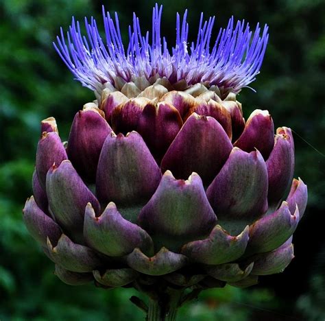 However, just like a guy will hide the fact that he occasionally watches desperate housewives, he may also probably have trouble being upfront as to what kinds of flowers he likes. SEE REEVES: Name This Plant: Artichoke