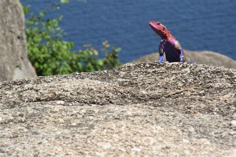 Agamid Lizard Capri Point Mwanza Jonathan Stonehouse Flickr