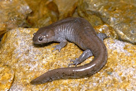 Streamside Salamander Ambystoma Barbouri Streamside Sala Flickr