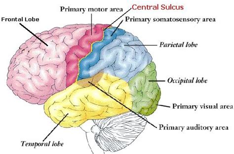 Central Sulcus