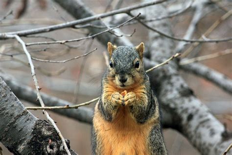 Wallpaper Id 271283 Squirrel Eating Nut And Animal Hd 4k Wallpaper