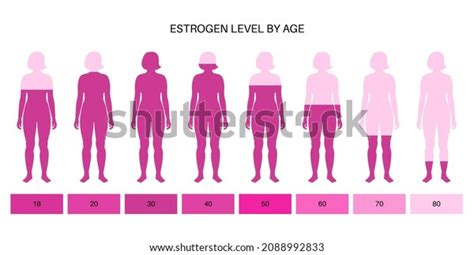 Estrogen Level Color Chart Sex Hormone Stock Vector Royalty Free