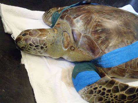 Turtle Exams Including Endoscope Footage The Turtle Hospital Rescue Rehab Release