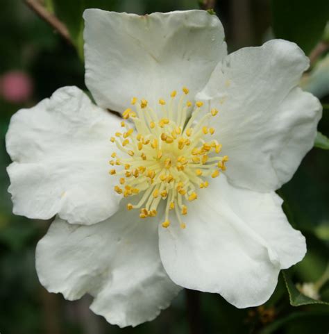 Camellia sasanqua varieties and images. Camellia Sasanqua Setsugekka 150mm Pot (Semi shade variety ...