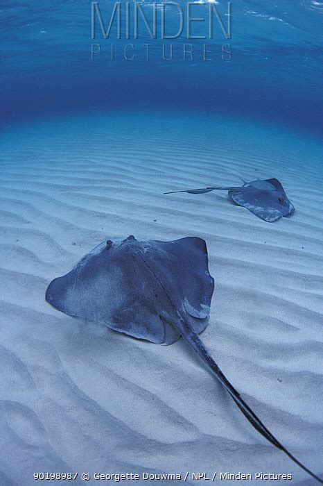 Southern Stingray Stock Photo Minden Pictures