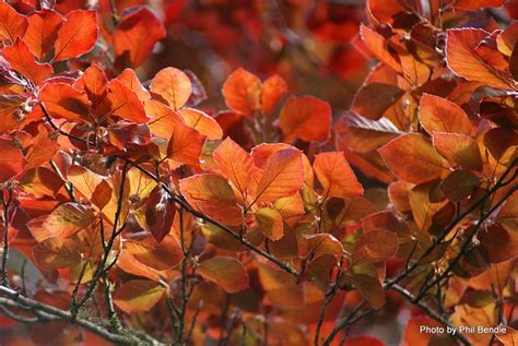 Phil Bendle Collectionfagus Sylvatica Purpurea Group Copper Beech